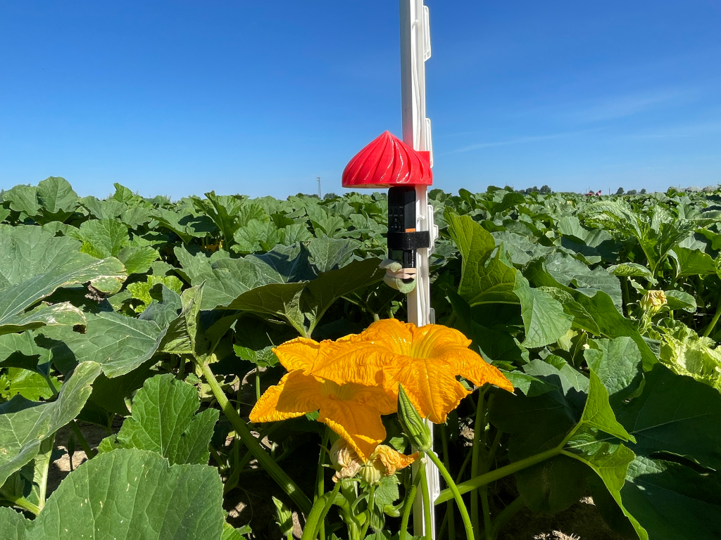 A buzzdetect sensor device with a red cap is mounted on a white pole among green leafy plants and large yellow pumpkin plant flowers in a cultivated field under a clear blue sky.