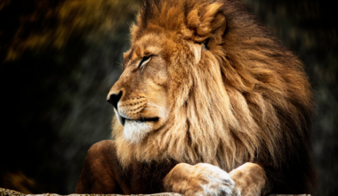 Lion DNA helps convict poachers for first time