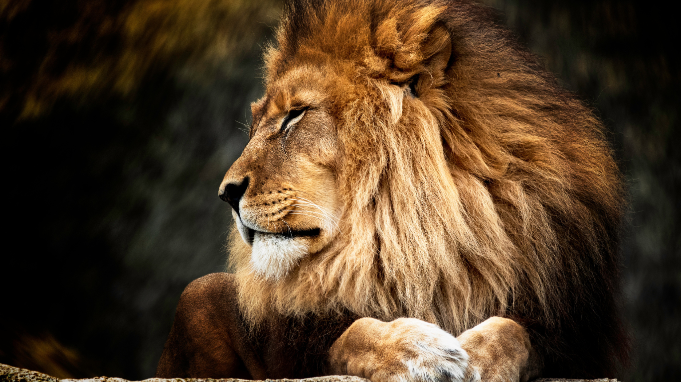 Lion DNA helps convict poachers for first time