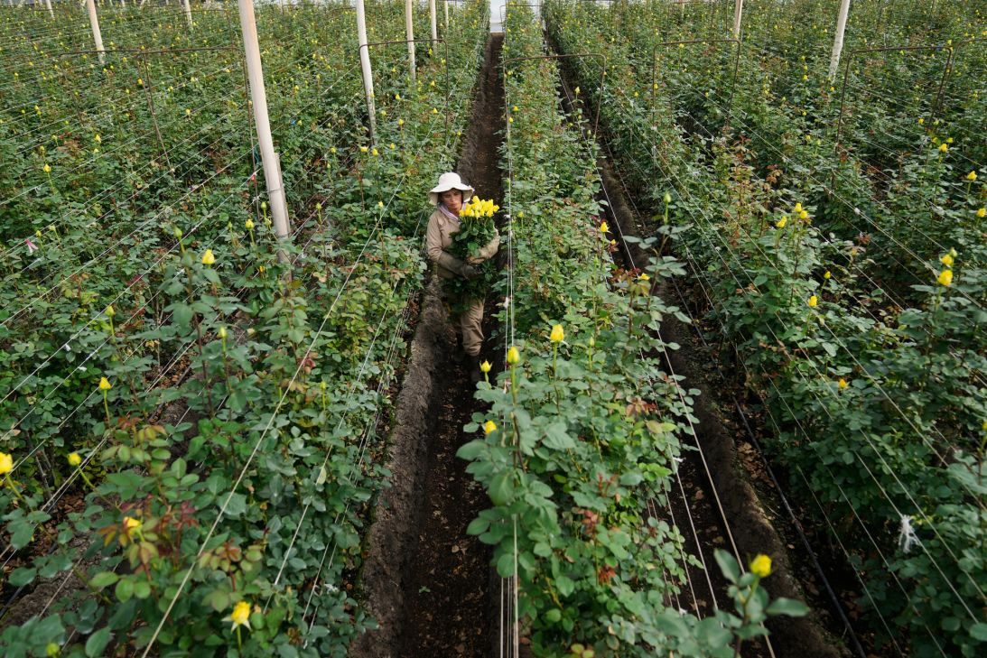 A worker harvests rosebuds to be shipped to the U.S. ahead of Valentine's Day at the Ayura flower company in Sopo, Colombia, on February 3, 2026.