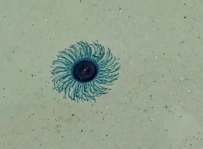 Blue button jellyfish are 2-3cm across, and have tentacles that can deliver a painful sting. (Photo: อุทยานแห่งชาติหมู่เกาะสิมิลัน - Mu Ko Similan National Park)