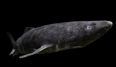 Deep Sea Creature Shocks Scientists by Appearing in Antarctic Waters for the First Time