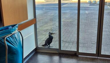 Injured cormorant seeks help in an emergency room