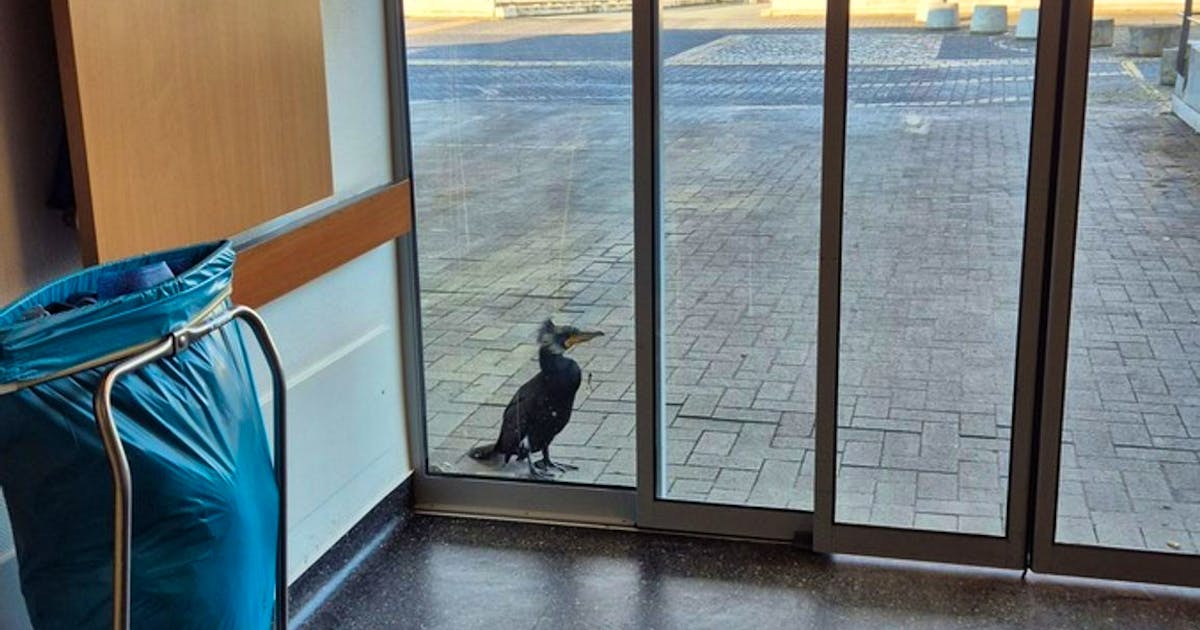 Injured cormorant seeks help in an emergency room