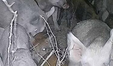 Wild pigs caught on a “stealth cam” while foraging at night.