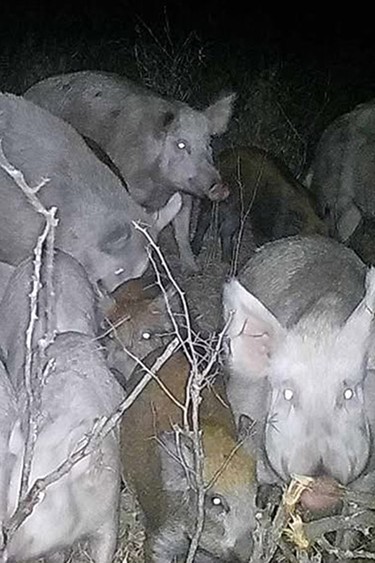 Wild pigs caught on a “stealth cam” while foraging at night.