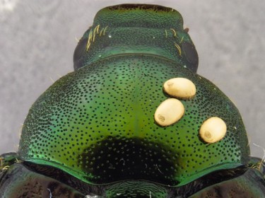 Winsome fly eggs on the head of a Japanese beetle.