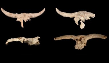 Neanderthals Mysteriously Collected Horned Skulls in a Cave, But Why?
