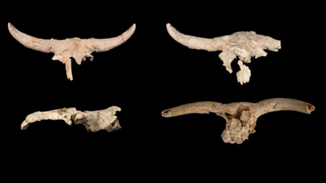 Neanderthals Mysteriously Collected Horned Skulls in a Cave, But Why?