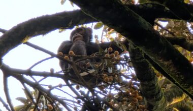 A western chimpanzee sitting in a tree laden with fruit at Ngogo in Uganda.