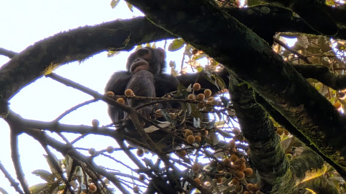 A western chimpanzee sitting in a tree laden with fruit at Ngogo in Uganda.