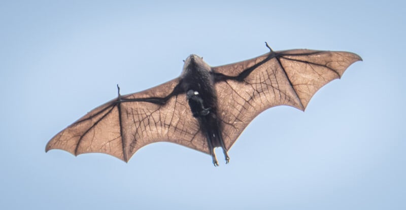 A flying bat is photographed from below against a clear sky, showing its outstretched, translucent wings and dark body.