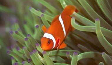 Young clownfish change their stripes based on social pressure
