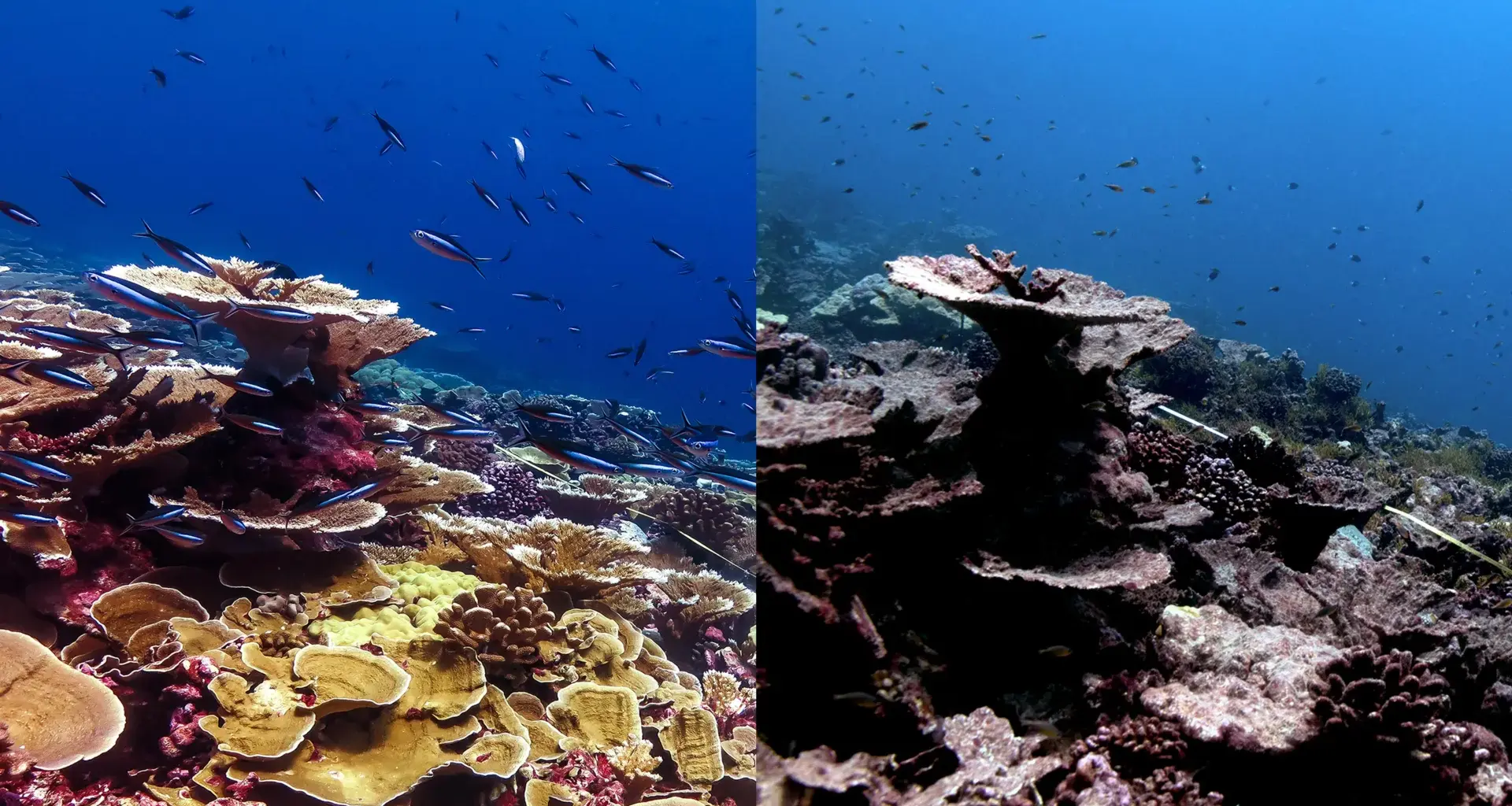 The worst coral bleaching event ever recorded damaged over 50% of reefs