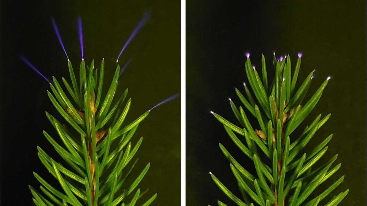 Trees Fire Off Ultraviolet Sparkles During Thunderstorms, Scientists Confirm