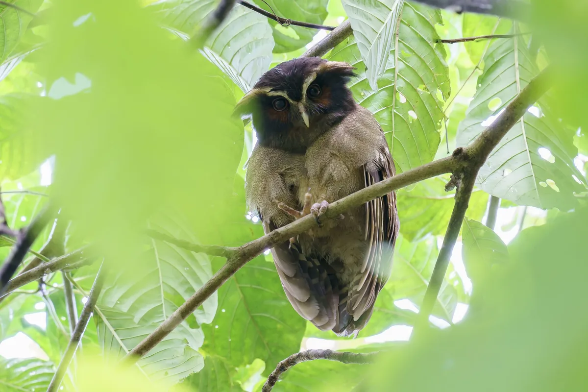 Crested owl - bird of prey