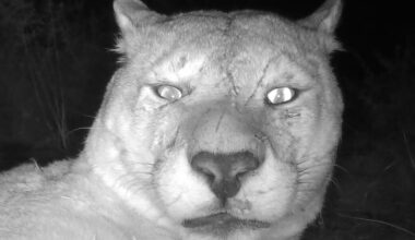 Photographer Leaves Camera In Wild And Captures 'Unexpected Moments' With A Puma