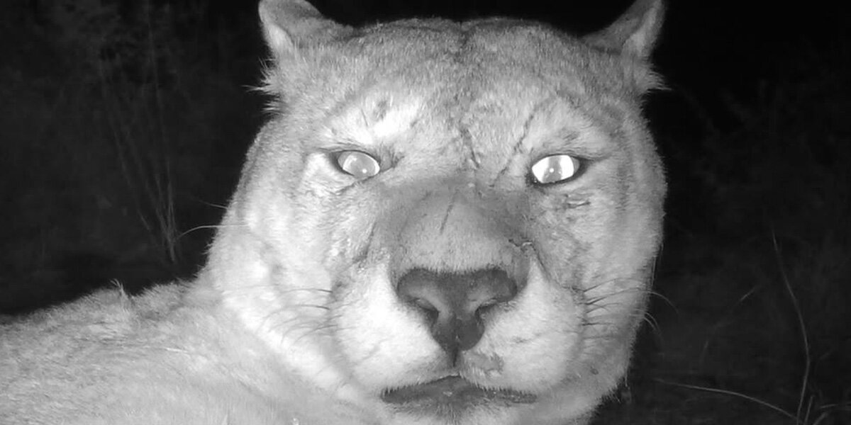 Photographer Leaves Camera In Wild And Captures 'Unexpected Moments' With A Puma