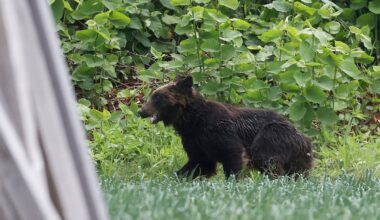 Scientists find out what’s driving bear attacks in Japan – and it’s not hunger