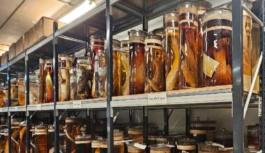 Scientists Fired Lasers at Charles Darwin's Priceless Specimens. Here's Why. : ScienceAlert