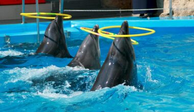 dolphins-marineland