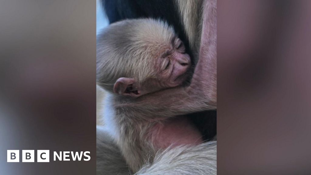 Colchester zoo celebrates birth of endangered pileated gibbon
