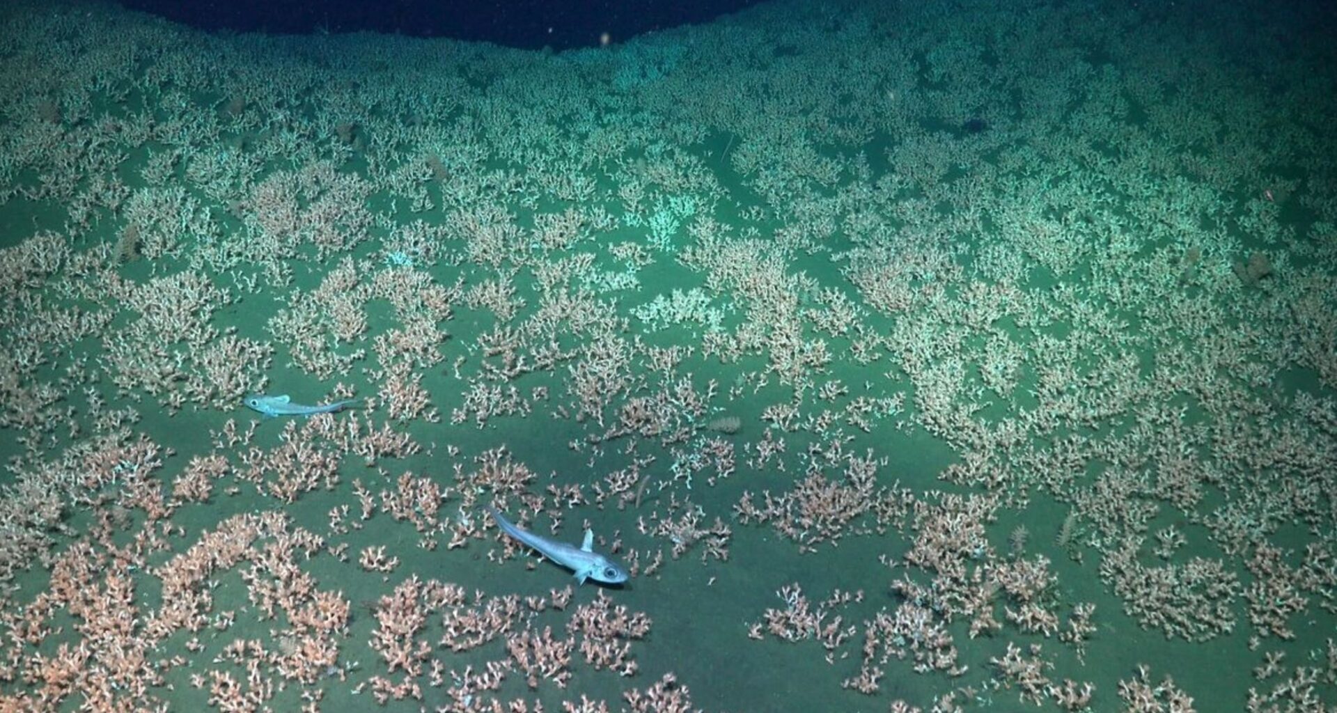 Ocean floor study discovers creatures never cataloged by science
