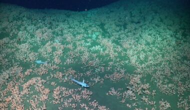 Ocean floor study discovers creatures never cataloged by science