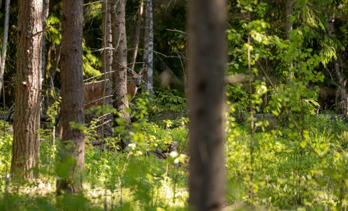 Deer In Forest
