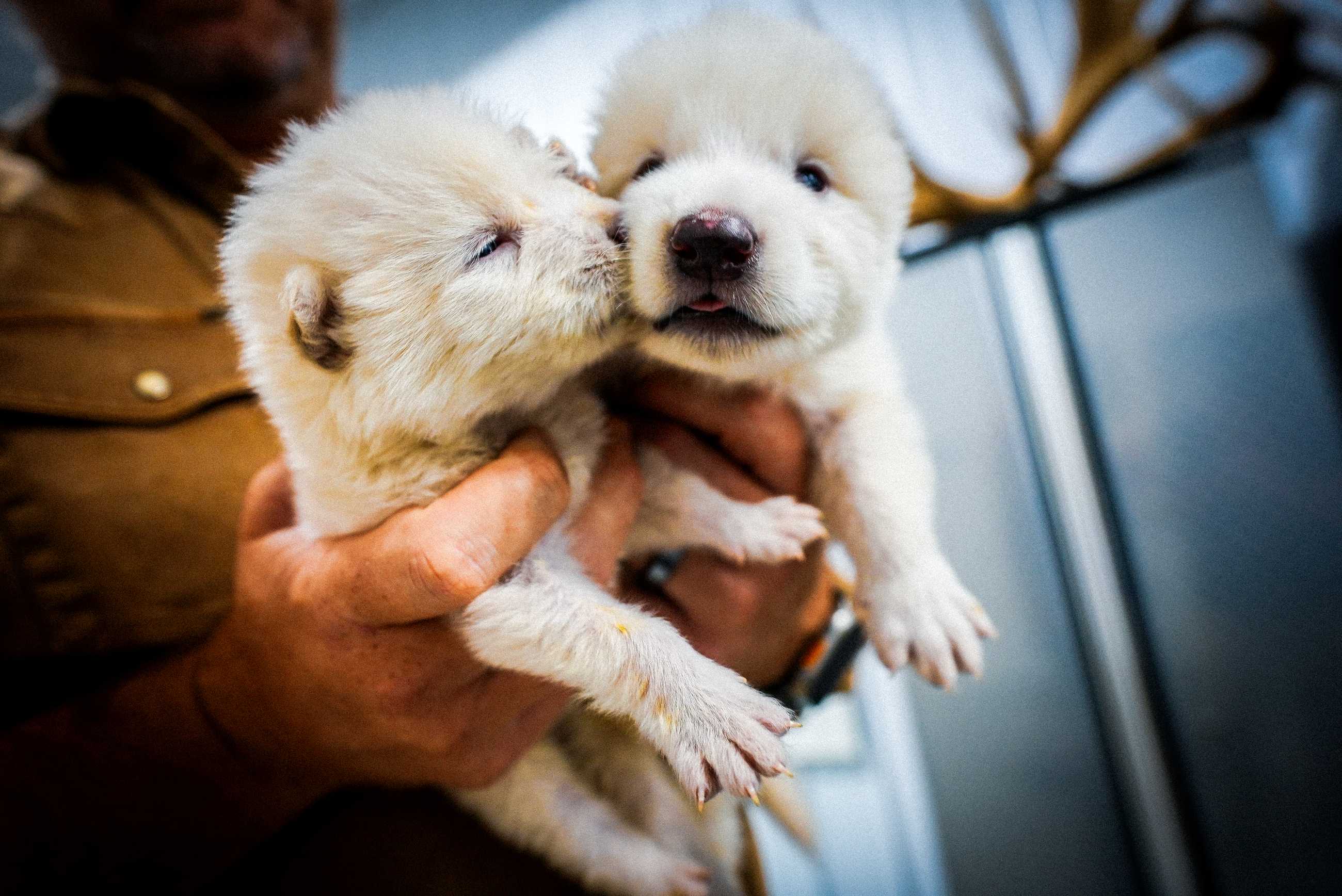 Dire Wolf Pups 15 Days Old Colossal Biosciences