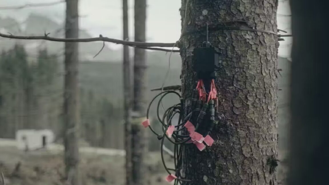 The scientists attached electrodes and sensors to the trees to monitor their electrical activity.