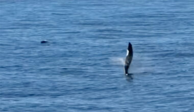 Dolpin exhibiting tail walking behavior