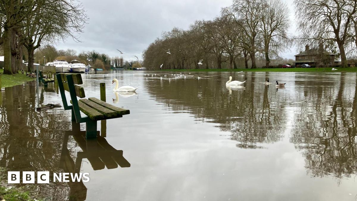 Swans swim near park benches and boats can be seen in the background