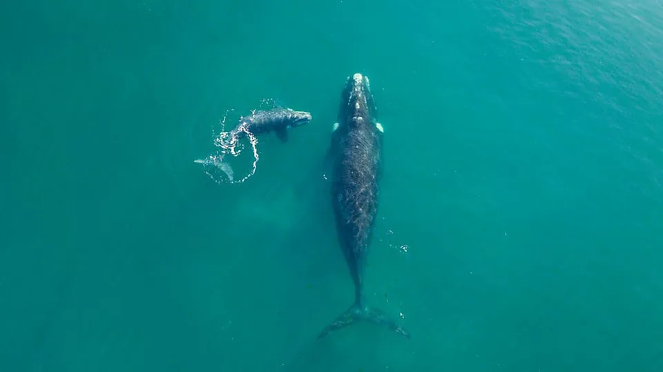 Right Whale swimming in the atlantic ocean
