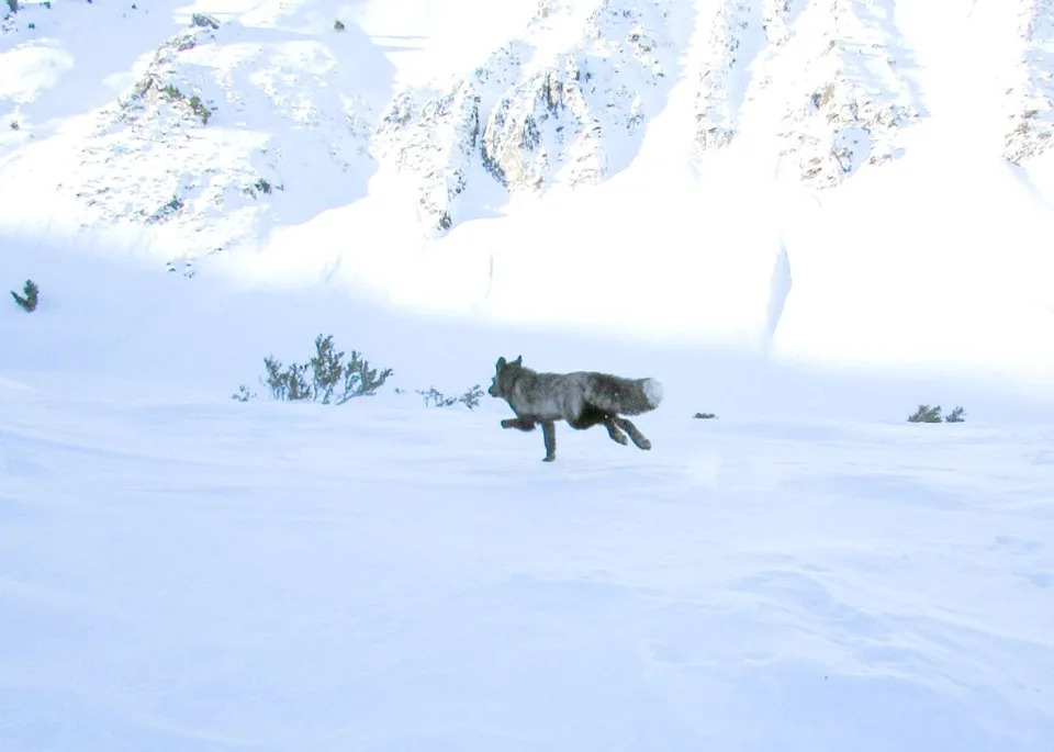 The Sierra Nevada red fox was captured and fitted with a GPS-tracking collar. X/@CaliforniaDFW