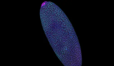 Stunning 3D maps reveal DNA is structured before life “switches on”