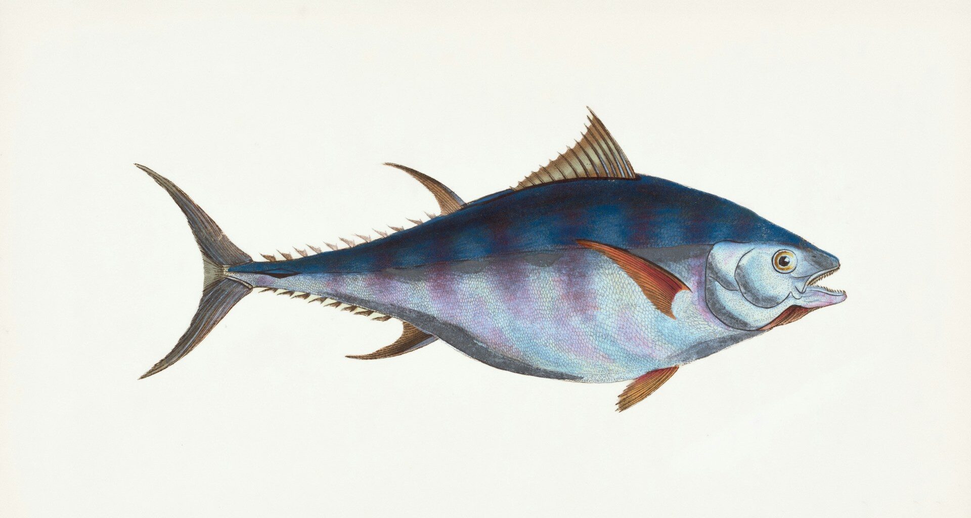 Bluefin Linux: ChromeOS simplicity meets Linux power