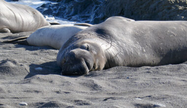 California Elephant Seals Face Threat From Bird Flu Linked to Mass Die-Offs