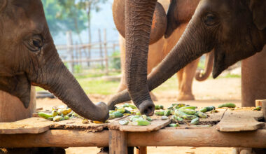 Elephants have tiny whiskers on their trunks that work like sensors