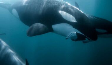 Orcas haven’t changed, but our view of the killer whale has