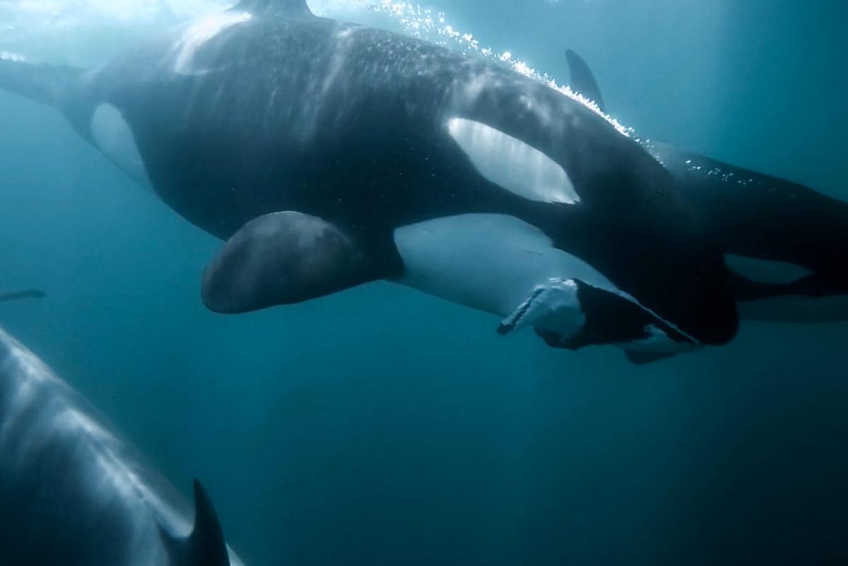 Orcas haven’t changed, but our view of the killer whale has