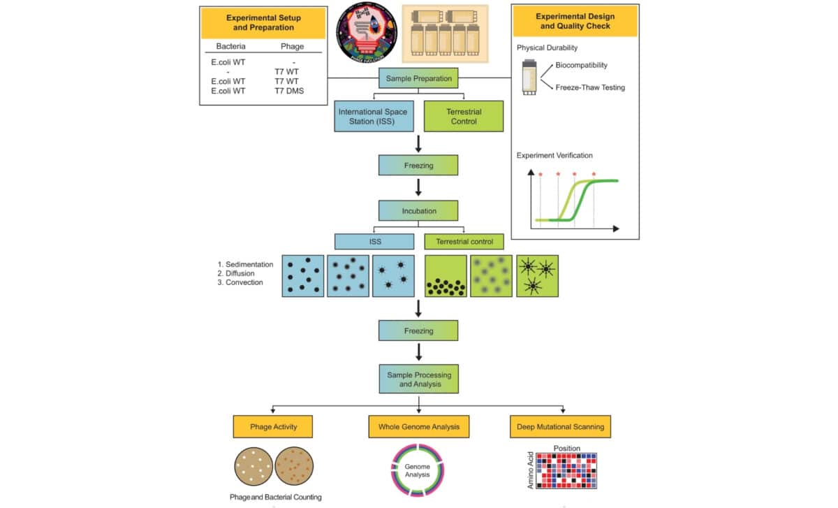 Experimental Design To Evaluate Microgravity Interactions On The Iss