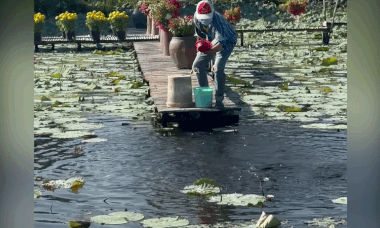 School of snakehead fish leap from water in rare spectacle