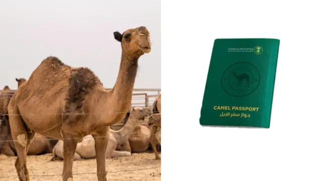 Foto of camel and passport wey Saudi Arabia launch for dem