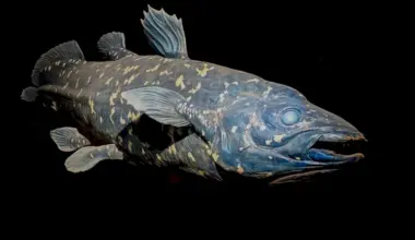 Lazarus Species... When Scientists Mistakenly Announce Extinction