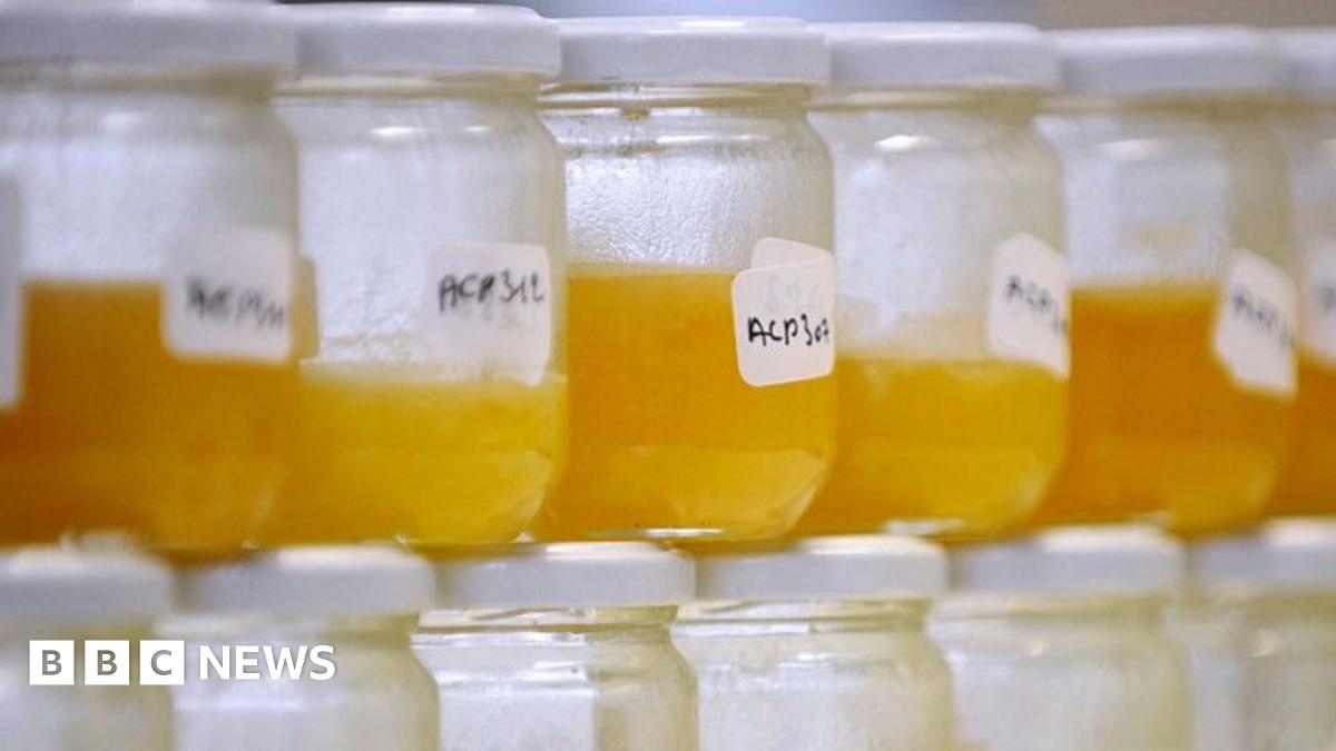 Rows of jam jars containing honey. The labels are handwritten by scientists testing the honey.