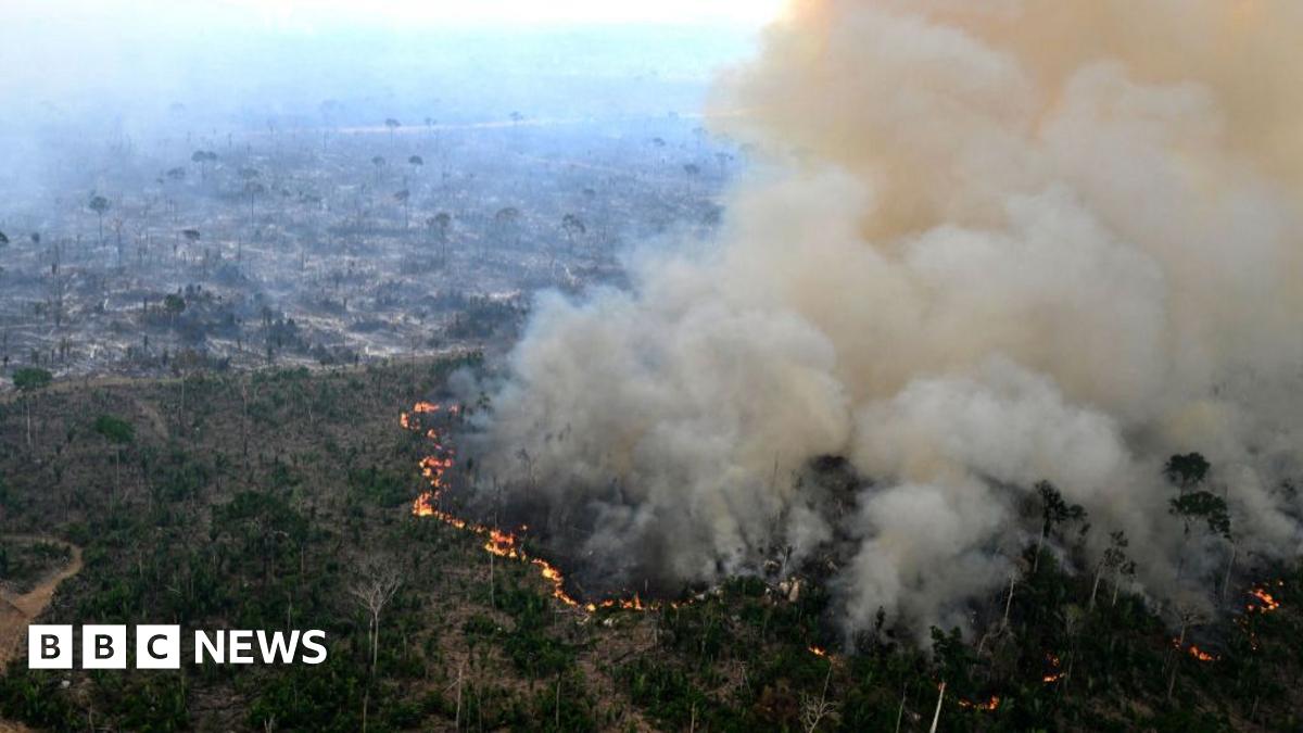 A group of cattle walk through a wet, marshy field. The animals have a mixture of black and brown coats. Water splashes up their legs as they move. Rough grasses and reeds fill the foreground, with a soft green field in the background.