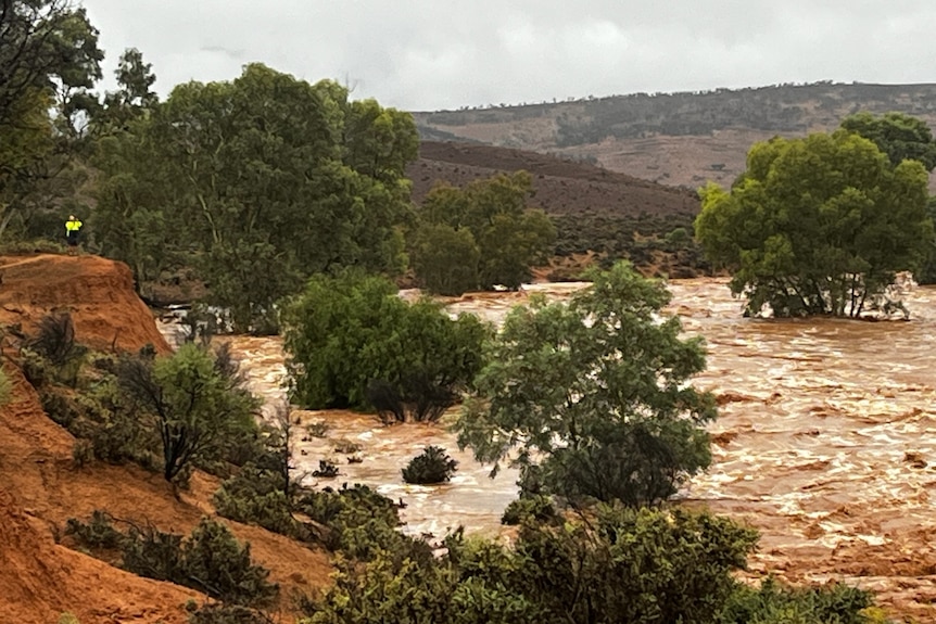 Brown water flowing through a creek with green trees sticking out of the water.