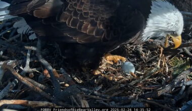 Big Bear bald eagle lays third egg of the season
