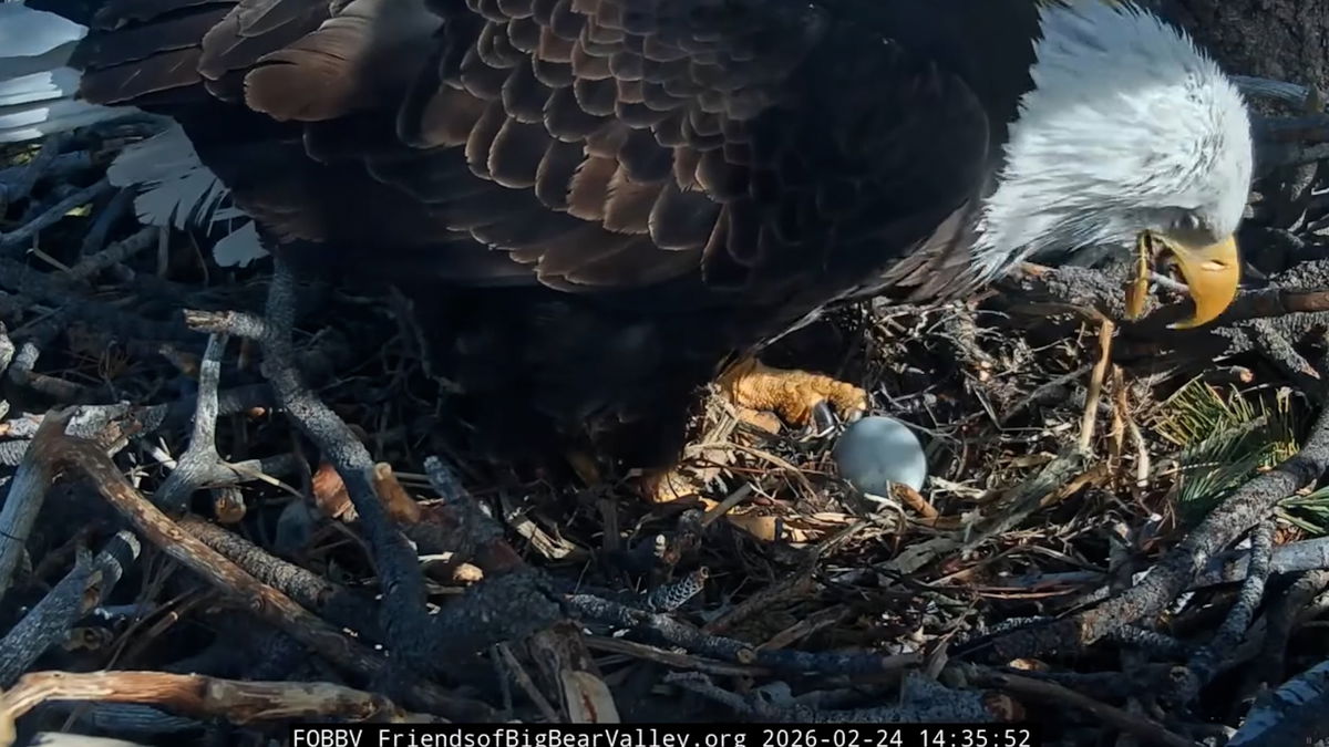 Big Bear bald eagle lays third egg of the season